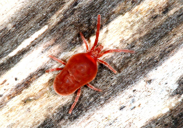 Eutrombidium rostratus - Copyright Denis Bourgeois